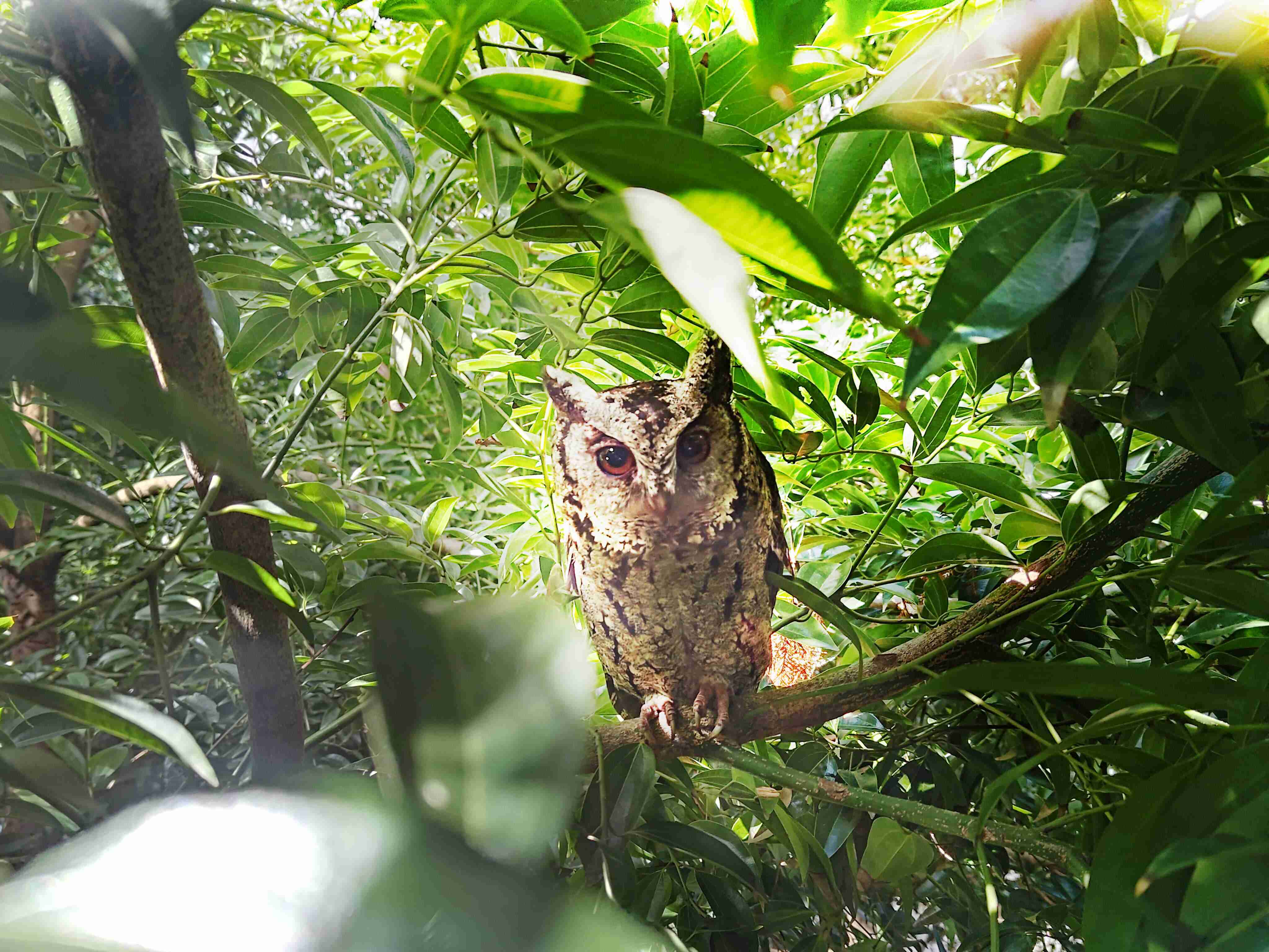 EBpay致力提倡净零绿生活，，，，16年以来在全球各厂区植树逾百万棵，，造就各厂区树木蔚然成林，，，，犹如森林工厂，，，成为许多生物的栖息地